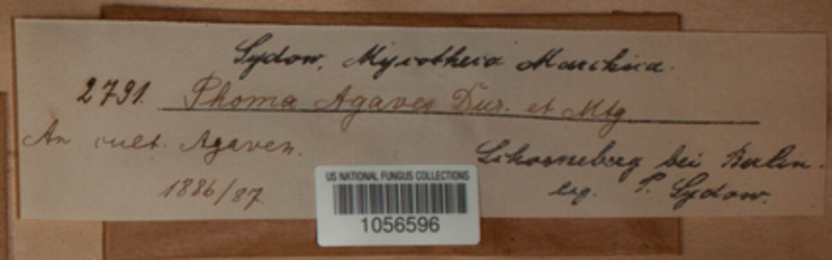 Coniothyrina agaves image